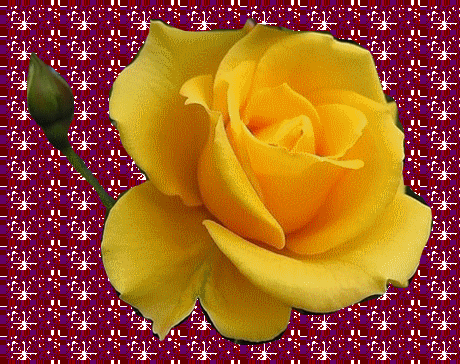 Une rose jaune.....