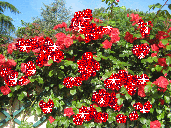 les roses de mon jardin