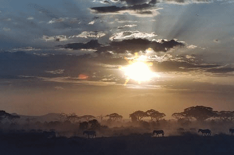 Lumi�re sur un passage d'�l�phants au Kenya