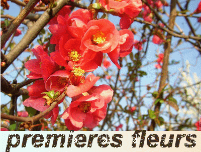 Le cognassier du japon