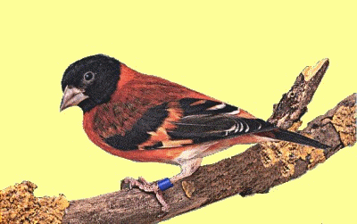 Le p'tit oiseau de toutes les couleurs