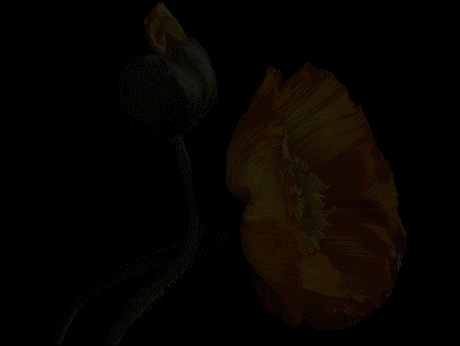 Une derni�re animation