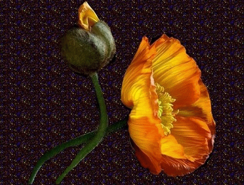 Encore plus belle quand le fond scintille