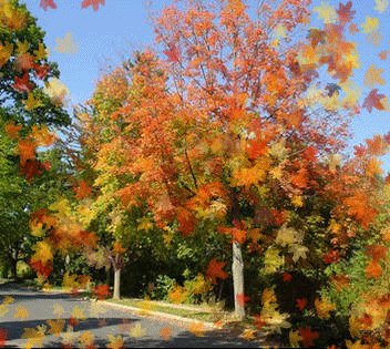 Les feuilles tombent