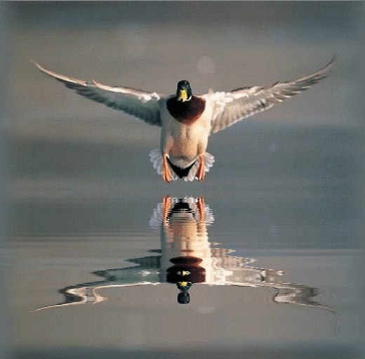 �a plane pour moi !!!!!