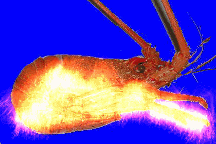 Les langoustes de Pascale