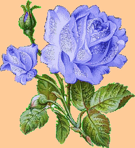 La rose bleue