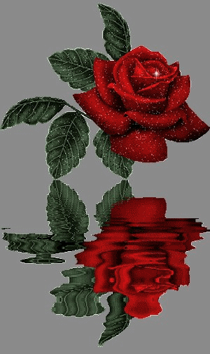 Rose rouge