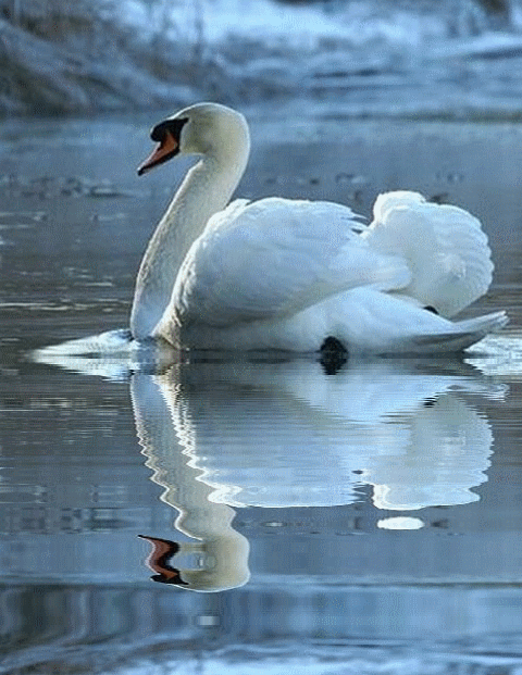 Le cygne